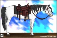 Horse Color:Black Splash Rabicano 