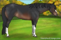 Horse Color:Brown 