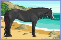 Horse Color:Black Splash