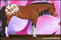 Horse Color:Bay Appaloosa 