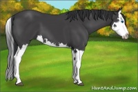 Horse Color:Black Splash 