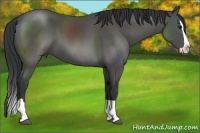 Horse Color:Black Splash