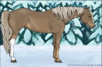 Horse Color:Chocolate Palomino 