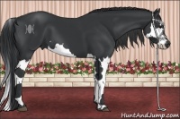 Horse Color:Black Splash 
