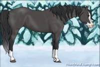 Horse Color:Black Splash 