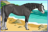 Horse Color:Black Splash 