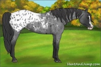 Horse Color:Blue Roan Splash Appaloosa 
