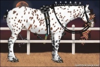Horse Color:Bay Appaloosa 