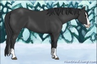 Horse Color:Black Splash