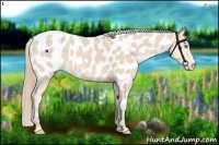Horse Color:Perlino Appaloosa