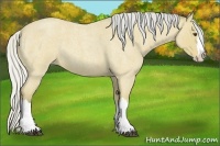 Horse Color:Silver Buckskin Roan Splash