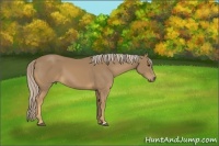 Horse Color:Palomino