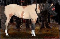 Horse Color:Bay Roan Splash Frame  and Amber Champagne Roan Splash Frame