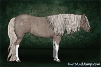 Horse Color:Silver Blue Roan Tobiano 