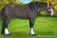 Horse Color:Black Splash