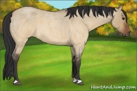 Horse Color:Brown Roan Dun 