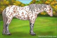 Horse Color:Bay Appaloosa
