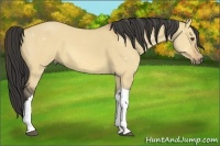 Horse Color:Buckskin Dun 