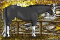 Horse Color:Black Splash