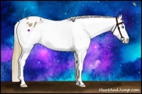 Horse Color:Buckskin Splash Appaloosa Rabicano 