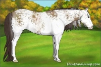 Horse Color:White Spotted Classic Champagne Ice