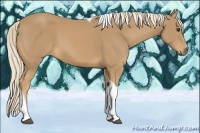 Horse Color:Palomino Tobiano 