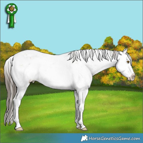 Horse Color:White Spotted Classic Cream Champagne Ice Sabino Splash Rabicano 