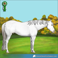 Horse Color:White Spotted Classic Cream Champagne Ice Sabino Splash Rabicano 