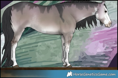 Horse Color:White Spotted Grullo Onyx Rabicano 