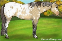 Horse Color:White Spotted Buckskin Dun Appaloosa Rabicano 