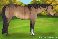 Horse Color:Brown Dun 