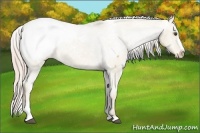 Horse Color:Palomino Dun Sabino Snowcap Brindle 