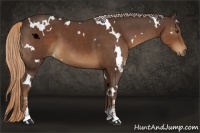 Horse Color:White Spotted Liver Chestnut Sabino 