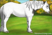 Horse Color:Black Splash Tobiano Frame 
