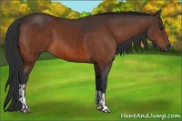 Horse Color:Bay  and Bay 