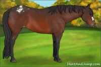 Horse Color:Bay Appaloosa