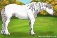 Horse Color:Chocolate Palomino Tobiano Frame Appaloosa