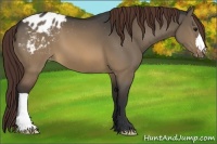 Horse Color:Brown Dun Appaloosa 