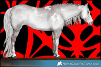 Horse Color:White Spotted Chocolate Silver Grullo Chinchilla Onyx Sabino