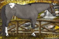 Horse Color:Grullo Varnish 