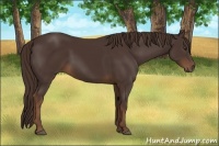 Horse Color:Liver Chestnut 