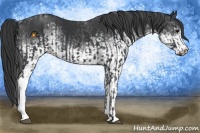 Horse Color:Black  and White Spotted Black 