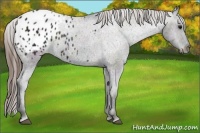 Horse Color:Midnight Grullo Appaloosa