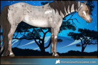 Horse Color:White Spotted Liver Red Dun Roan Brindle