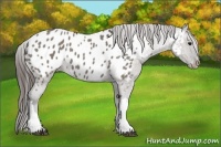 Horse Color:Grullo Appaloosa