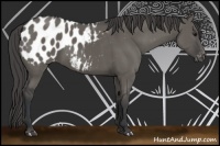 Horse Color:Grullo Appaloosa 