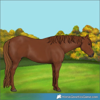 Horse Color:Gray Chestnut 