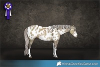 Horse Color:Silver Grullo Sabino Near Leopard 