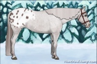 Horse Color:Chocolate Grullo Sabino Appaloosa 