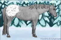 Horse Color:Black Appaloosa 